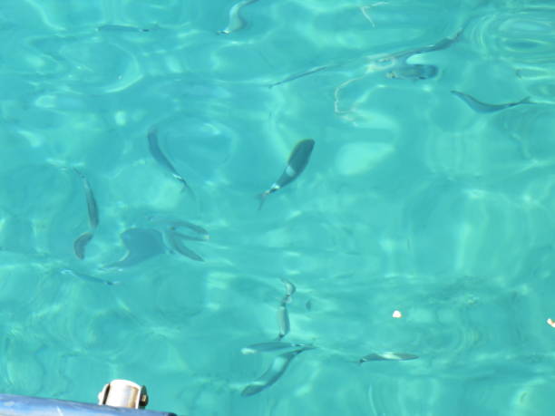 istock clear water with fishes 1173279895