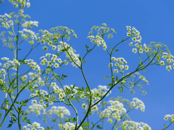 istock Wild flowers in the spring, Greece 1173280167