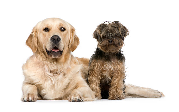 istock Golden Retriever (2 years) and a yorkshire terrier 117328068