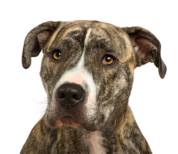istock American Staffordshire terrier (18 months) 117328072