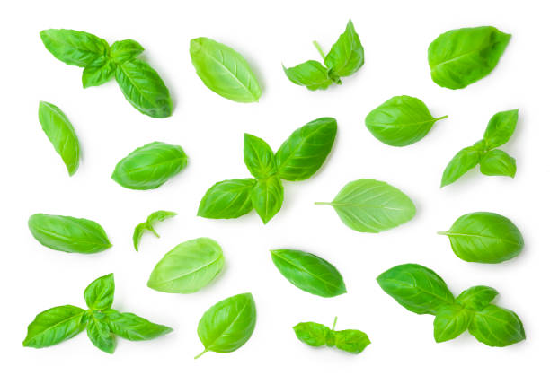 istock Different fresh green basil herb leaves isolated on white background 1173281002