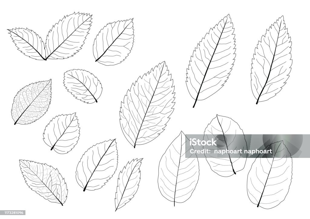 Leaves Line Single Leaf And Leaf Pattern Black Bring To Color Decorate ...