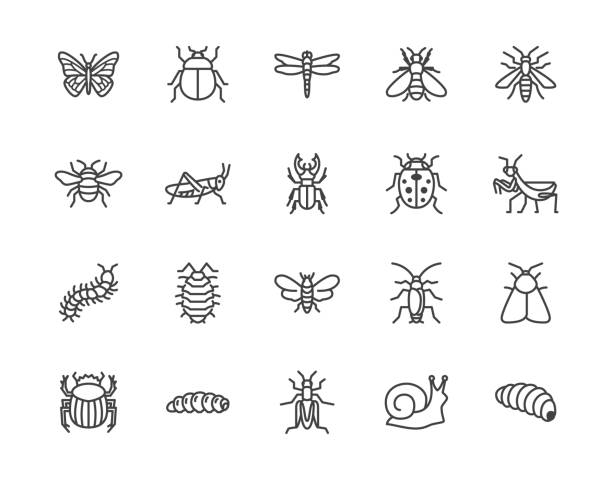 ilustraciones, imágenes clip art, dibujos animados e iconos de stock de conjunto de iconos de línea plana de insectos. mariposa, bicho, escarabajo de estiércol, saltamontes, cucarachas, escarabajo, abeja, ilustraciones vectoriales de orugas. esbozar señales para plagas de insectos. píxel perfecto 64x64. trazos editables - invertebrado