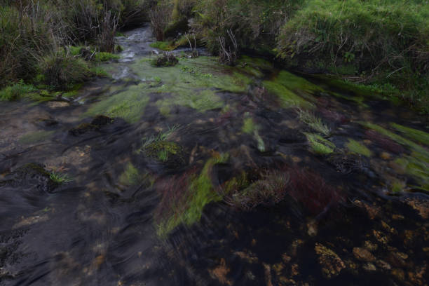 o rio de lank bodmin moor - lank - fotografias e filmes do acervo