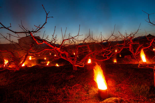 Tiki Lamps near the Beach of Hawaii