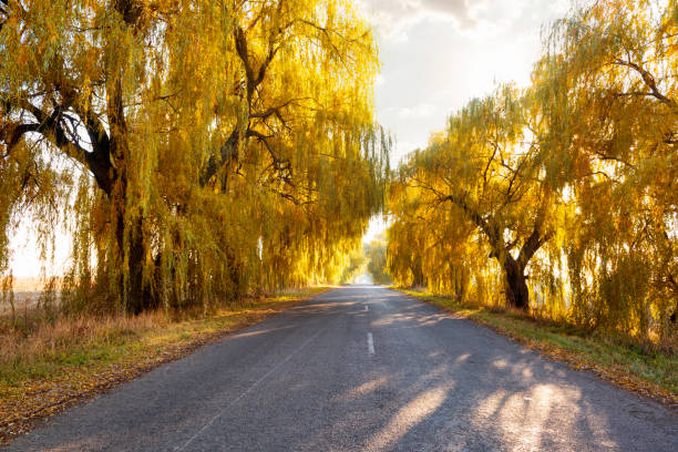 hermosa escena otoñal con un camino y sauces con hojas de color dorado iluminadas por el sol de la noche - orange sauce fotografías e imágenes de stock