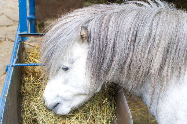 istock A white Shetland pony with a gray mane eats hay. Close up. 1173284955