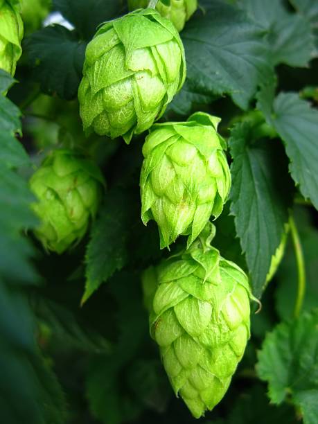 Green hops - Humulus lupulus