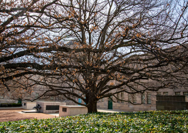 großer baum, der vor dem kriegerdenkmal in canberra in die frühlingsblume kommt. - 2589 stock-fotos und bilder