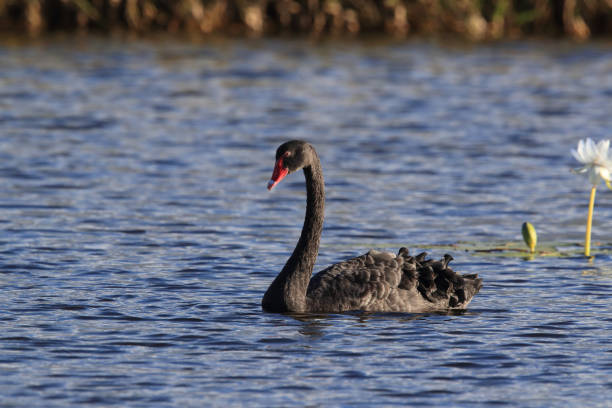 istock black swan (Cygnus atratus) Queensland, Australia 1173288430