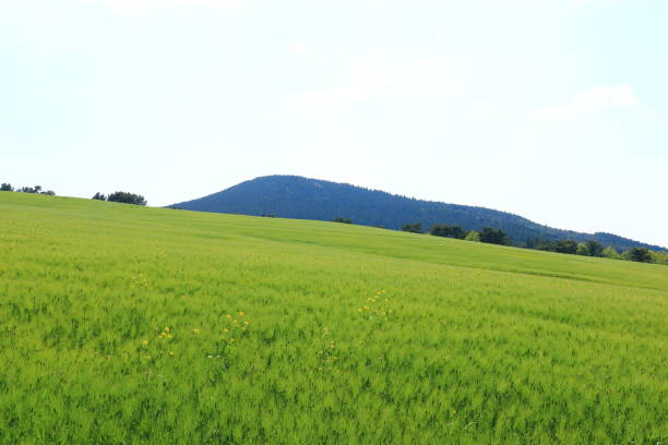 istock Blue barley field, farming, field, field, middle mountain, rape seed, 1173289985
