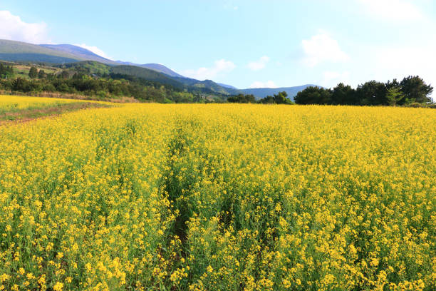 istock Blue barley field, farming, field, field, middle mountain, rape seed, 1173290132
