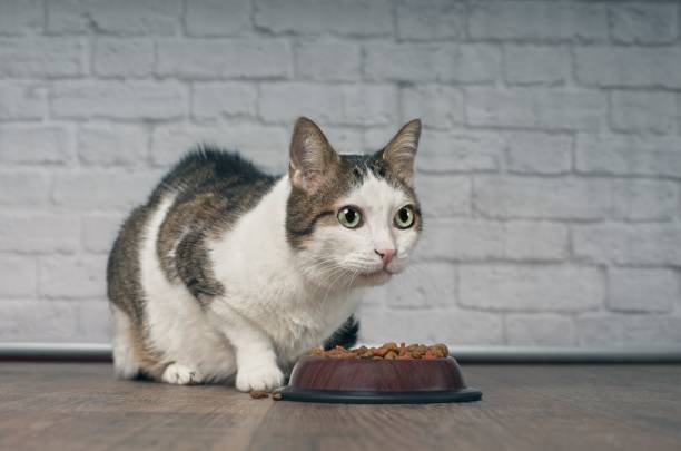 食べ物のボウルの隣に座って、床に置かれ、目をそらすかわいいタビー猫。 - pet food animals feeding cat food cat bowl ストックフォトと画像