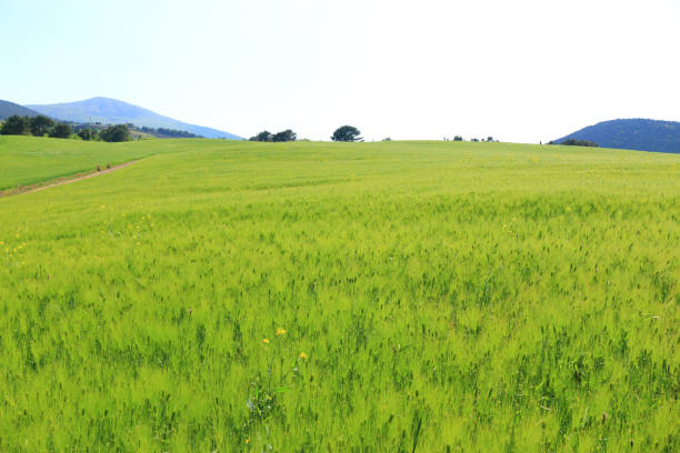 It is a blue-green landscape in Jeju.