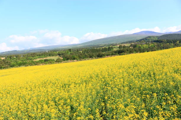 istock Blue barley field, farming, field, field, middle mountain, rape seed, 1173290167