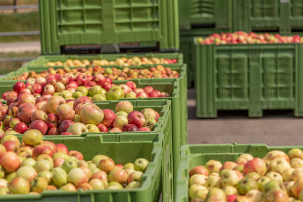 istock Many ripe fall apples in a container in autumn 1173291331