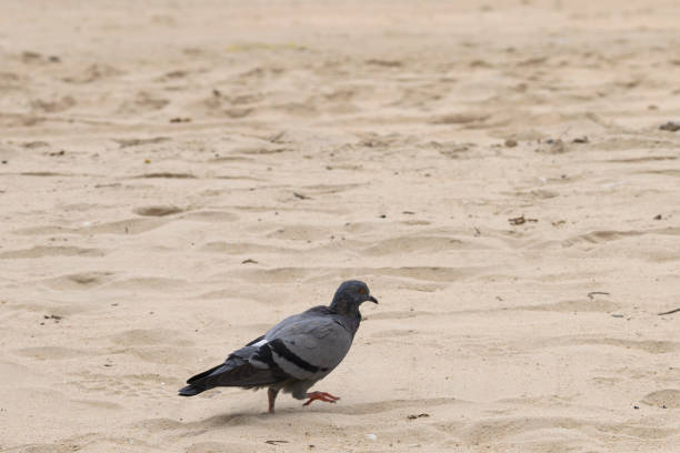 istock close up walking grey dove on the beach for background and inspiration 1173291478
