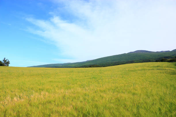 istock Blue barley field, farming, field, field, middle mountain, rape seed, 1173291569
