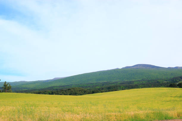 istock Blue barley field, farming, field, field, middle mountain, rape seed, 1173291629
