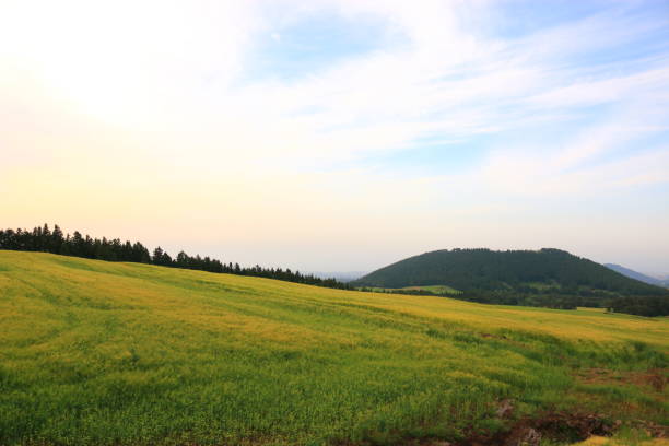 istock Blue barley field, farming, field, field, middle mountain, rape seed, 1173292173
