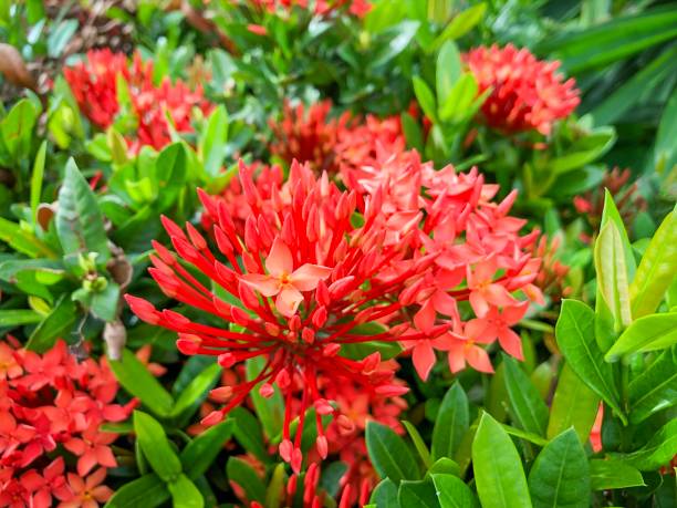 istock Pink Ixora flower blossom in a garden 1173293077