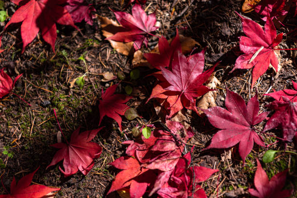 istock Colorful various Autumn fallen leaves on the ground 1173294192
