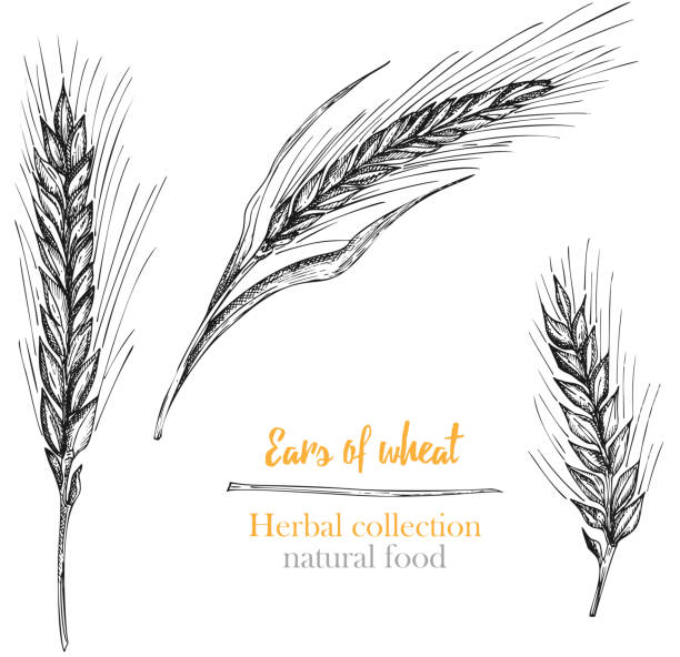 Set botany hand drawn sketch Ears of wheat isolated on white background. Engraving style. Herbal frame. Natural food collection. Vintage vector illustration. vector art illustration