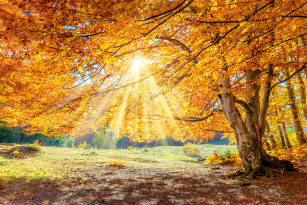 paysage d'automne fantastique - grand arbre d'or de forêt avec la lumière du soleil sur le pré ensoleillé - autumn oak tree sun photos et images de collection