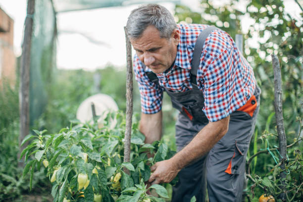 istock The farmer inspects the organic garden 1173294479