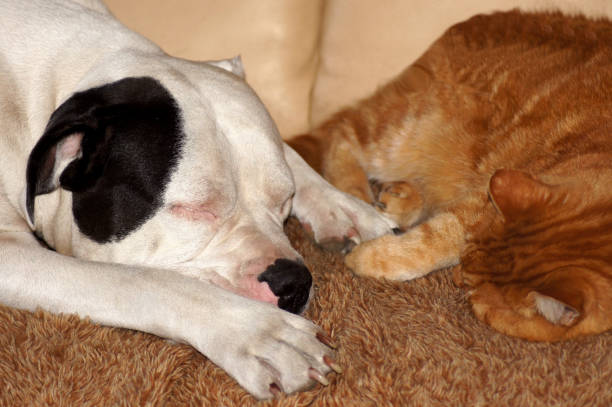 istock Dog and cat together on the sofa 1173294639