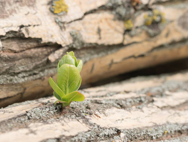Growth young escape from felled tree. The growth of sprouts on an old tree as a symbol of rebirth from the ashes and the fact that nothing is possible.