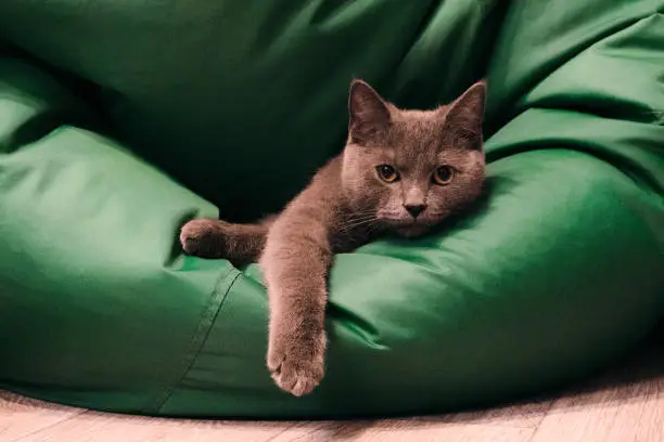Young British Blue Shorthair Cat on a Green chair bag. Gray cat lying with dangling paw.
