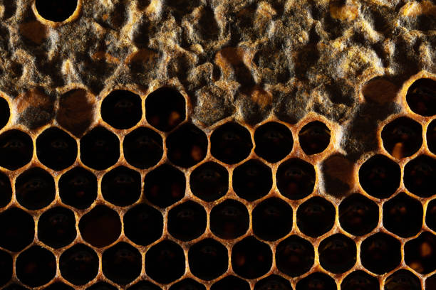 istock Honeycomb Texture Sweet nectar not yet extracted from the honeycomb. Background of honeycombs in dark golden hues. Macro shooting of honeycombs. Decorative background 1173298038