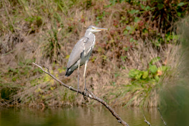 istock Gray Heron is sitting on a branch which stands in a lake 1173299517