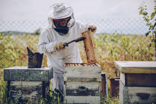 istock The beekeeper works in the apiary 1173300218