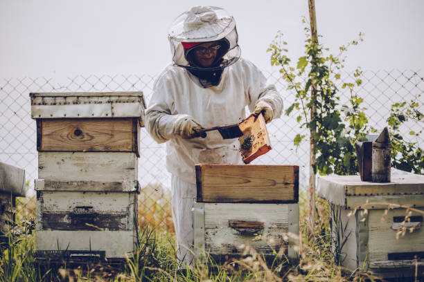 istock The beekeeper works in the apiary 1173300315