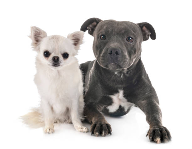istock staffordshire bull terrier and chihuahua 1173300949
