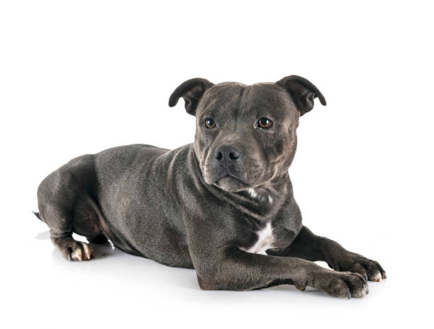 istock staffordshire bull terrier 1173301346