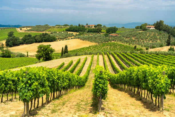 istock Summer landscape in Tuscany near Certaldo 1173301614