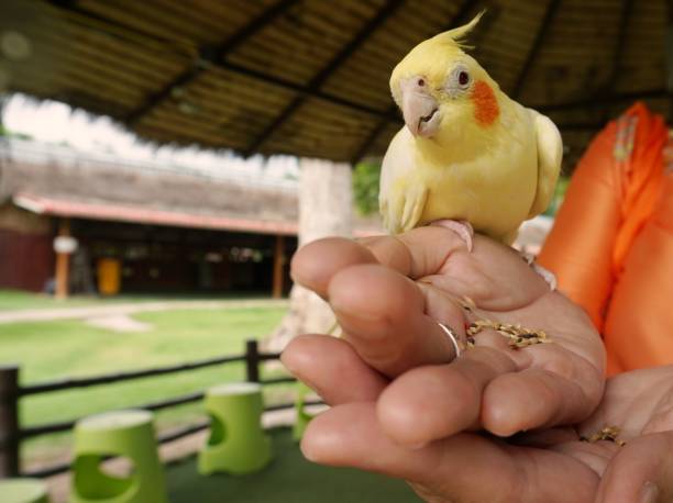 pequeño pájaro amarillo en las manos - parrot young animal human hand cute fotografías e imágenes de stock