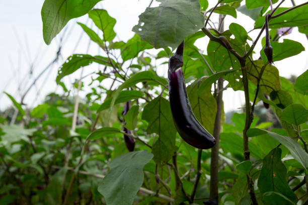 istock Eggplants in growth at vegetable garden 1173303575