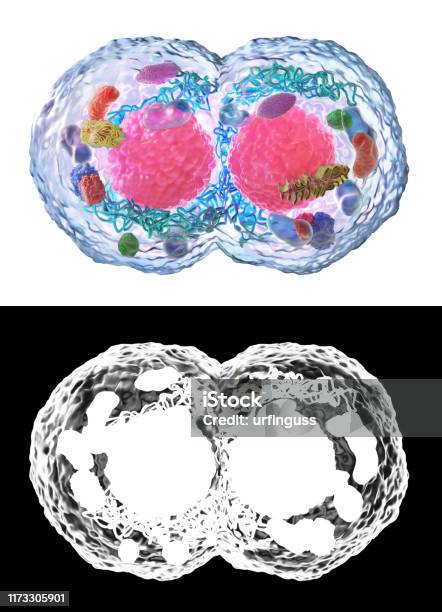 생물학 개념 알파 맵을 가진 백색에 단리된 현미경의 밑에 세포 분열 3d 일러스트레이션 생물학에 대한 스톡 사진 및 기타 이미지 ...