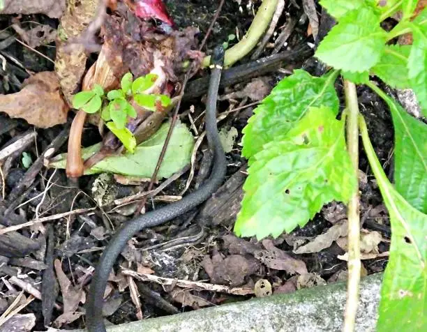 Photo of Ring-necked snake (Diadophis punctatus) harmless, near a road in the woods