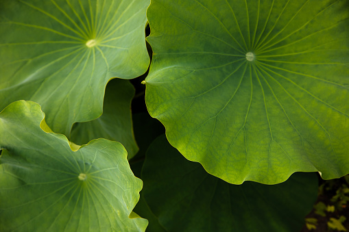 The panorama of Lotus flowers in the Pond