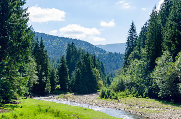 istock Carpathian landscape, a mountain river flows in the forest. Holidays in the mountains 1173306987