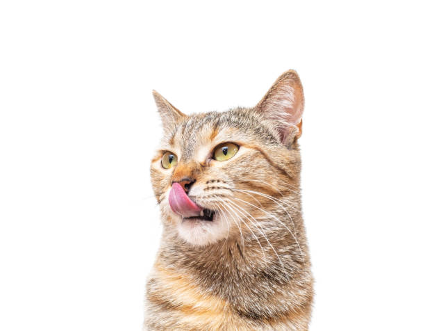 istock Cat pet licking with tongue on a white background. 1173309858