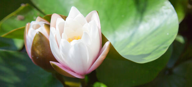 istock Close up on white water lilies on the lake. 1173313104
