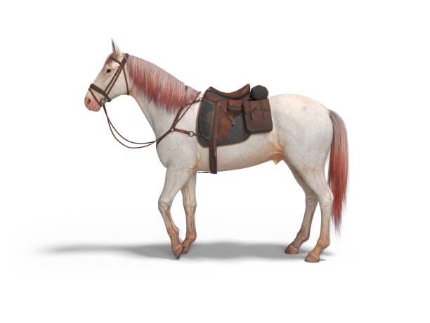 istock White horse with bridle left view 3d render on white background with shadow 1173313627