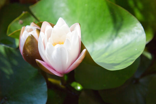 A beautiful big white water lilies lotus flower in pond.
