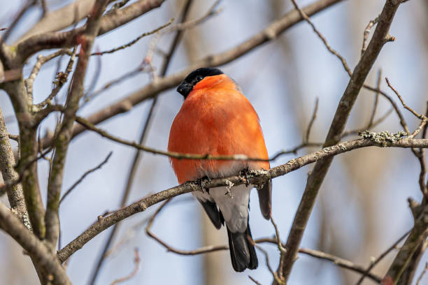 istock Male bullfinch sitting on a branch in sunlight 1173319645